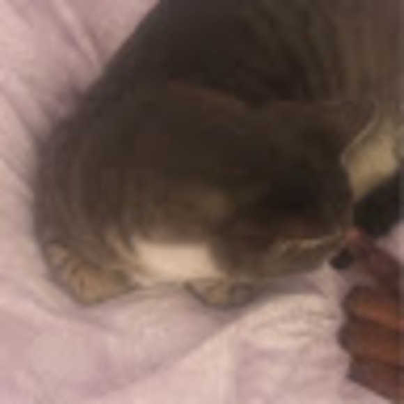 nanarotting